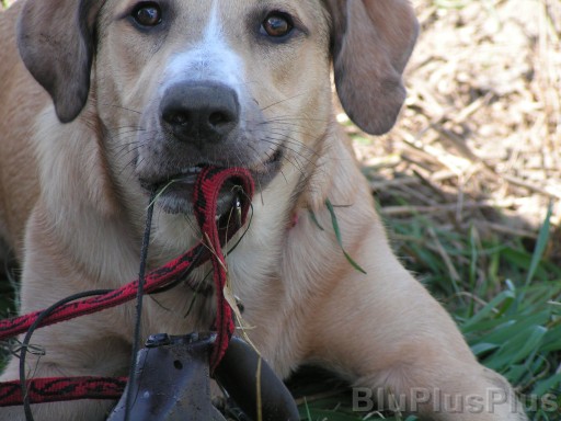 Zum Bild in Originalgr��e hier klicken...